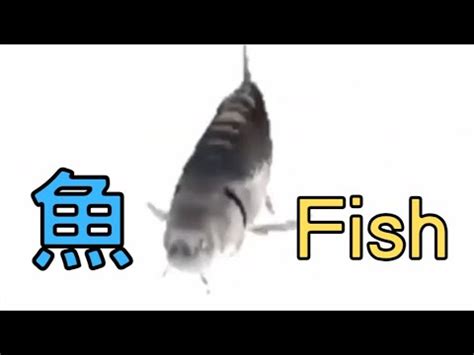 古代魚 梗圖|【有趣的魚 魚旋轉】